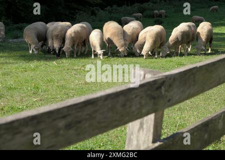 Schafe weiden in der Nähe des Klosters Vracevsnica in Sumadija, Zentralserbien Stockfoto