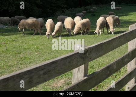 Schafe weiden in der Nähe des Klosters Vracevsnica in Sumadija, Zentralserbien Stockfoto