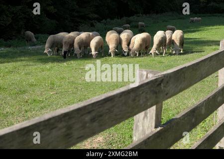 Schafe weiden in der Nähe des Klosters Vracevsnica in Sumadija, Zentralserbien Stockfoto