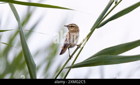 Kleiner Vogel auf Schilf Stockfoto