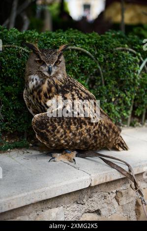 Nahaufnahme einer majestätischen eurasischen Uhu auf einem Steinvorsprung in einem Garten mit üppigem Grün im Hintergrund. Die Augen und Detai der Eule Stockfoto