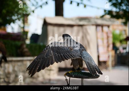 Ein Nahbild eines majestätischen Falken, der auf einem Stand mit ausgebreiteten Flügeln thront. Das Foto zeigt die detailreichen Federn des Vogels und die natürliche Natur im Freien Stockfoto