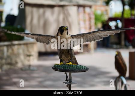 Ein majestätischer Wanderfalke mit weit ausgebreiteten Flügeln auf einem Stand im Freien. Der intensive Blick des Vogels und die beeindruckende Flügelspannweite Stockfoto