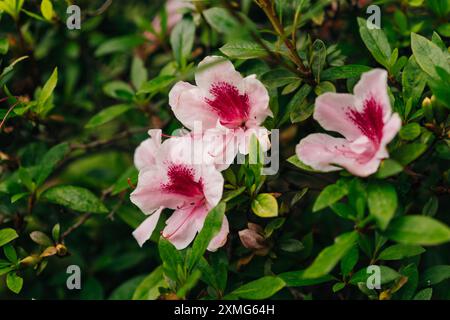 Indische Azaleen - Rhododendron indicum pink blühen. Hochwertige Fotos Stockfoto