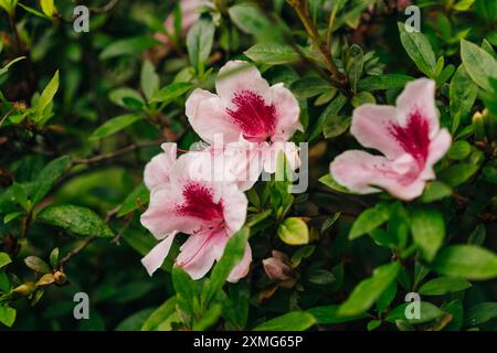 Indische Azaleen - Rhododendron indicum pink blühen. Hochwertige Fotos Stockfoto