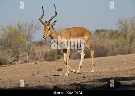 Der männliche Impala läuft in der Savanne Stockfoto