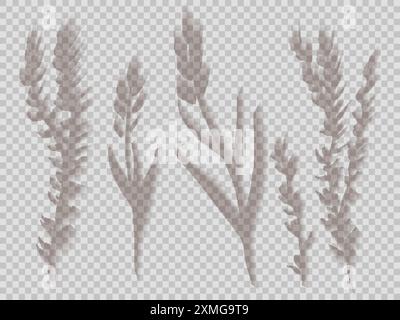 Vektorsatz von transparenten Schatten von Wildkräutern, isoliert vom Hintergrund. Sammlung von Clipart-Blüten und Zweigschatten-Overlay-Effekt für Karten, Stock Vektor