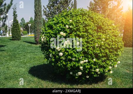 Blühender kugelförmiger Schneeballbaum buldenezh viburnum mit weißen Blüten im Frühling im Park an einem sonnigen Tag Stockfoto