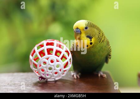 Hauspapagei. Niedlicher Wellensittich und Spielzeugball auf Holztisch Stockfoto