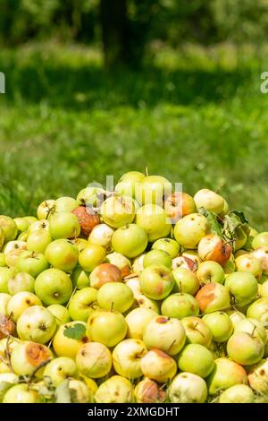 Haufen verfaulter, überreifer Äpfel auf Obstgärten. Riesiger Haufen harter, teils verfaulter Äpfel im Garten. Stockfoto