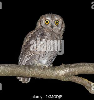 Eurasian Scops Ewl, Otus Scops, Nordostitalien Stockfoto