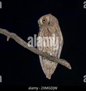 Eurasian Scops Ewl, Otus Scops, Nordostitalien Stockfoto