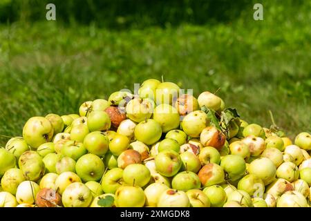 Haufen verfaulter, überreifer Äpfel auf Obstgärten. Riesiger Haufen harter, teils verfaulter Äpfel im Garten. Stockfoto