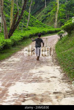 Bangladeschi Mann mit Brennholz in einer Teeplantage, Sylhet Division, Kamalganj, Bangladesch Stockfoto