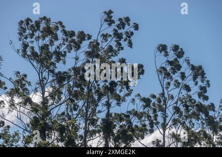 Top-Braches von australischem überflutetem Kaugummi, Rosengummi, Eukalyptus grandis, gebeugt von den nördlichen Winterwinden im subtropischen Regenwald, Queensland. Stockfoto