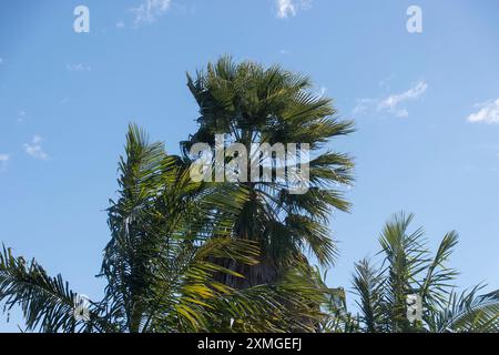 Im Garten in Queensland, Australien, befinden sich Palmen (gemischt), die an einem sonnigen Wintertag von starken Nordwinden geweht und gebogen werden. Stockfoto