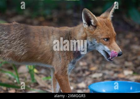 Clapham, London. UK Weather, 27 Juli 2024: Da das heiße Wetter den Süden Englands für die nächsten Tage erreicht, schätzen wilde Tiere eine Schüssel mit frischem Wasser, aus dem sie trinken können. Dieser Fuchs ist eine Familie, die in einem Garten in Clapham im Süden Londons lebt. Quelle: Anna Watson/Alamy Live News Stockfoto