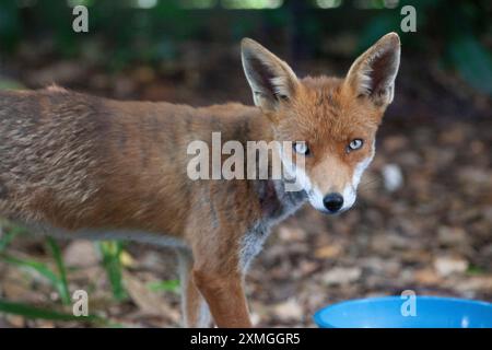 Clapham, London. UK Weather, 27 Juli 2024: Da das heiße Wetter den Süden Englands für die nächsten Tage erreicht, schätzen wilde Tiere eine Schüssel mit frischem Wasser, aus dem sie trinken können. Dieser Fuchs ist eine Familie, die in einem Garten in Clapham im Süden Londons lebt. Quelle: Anna Watson/Alamy Live News Stockfoto