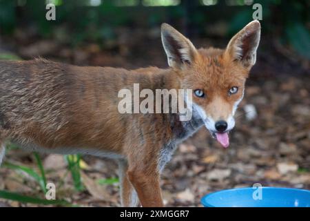 Clapham, London. UK Weather, 27 Juli 2024: Da das heiße Wetter den Süden Englands für die nächsten Tage erreicht, schätzen wilde Tiere eine Schüssel mit frischem Wasser, aus dem sie trinken können. Dieser Fuchs ist eine Familie, die in einem Garten in Clapham im Süden Londons lebt. Quelle: Anna Watson/Alamy Live News Stockfoto