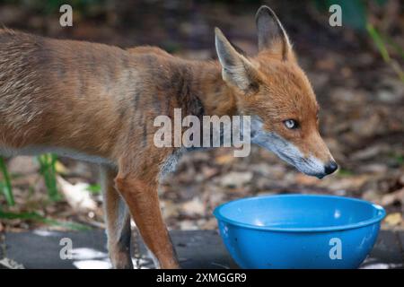 Clapham, London. UK Weather, 27 Juli 2024: Da das heiße Wetter den Süden Englands für die nächsten Tage erreicht, schätzen wilde Tiere eine Schüssel mit frischem Wasser, aus dem sie trinken können. Dieser Fuchs ist eine Familie, die in einem Garten in Clapham im Süden Londons lebt. Quelle: Anna Watson/Alamy Live News Stockfoto