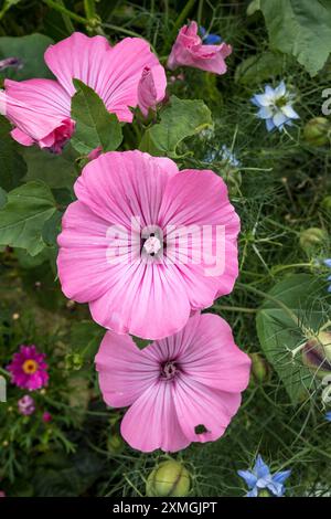 Jährliche Malve rosa Blüte in voller Blüte Stockfoto