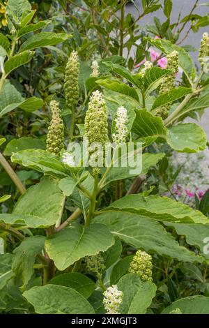 Indische Kichalgen, die im Garten wachsen Stockfoto