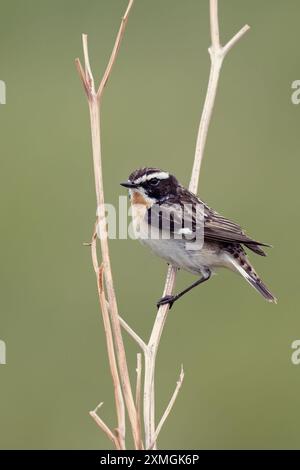 Männliche Whinchat (Saxicola rubetra) auf der Suche nach Insekten an einer Trockenmauer Stockfoto