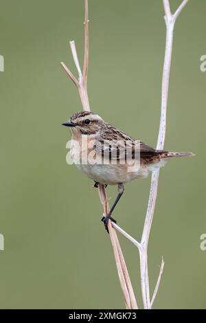 Weibliche Whinchat (Saxicola rubetra), die auf einem Zweig trockenem Bracken thront Stockfoto