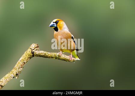 Nahaufnahme eines männlichen Hawfinchs, Coccothraustes coccothraustes, der auf einem horizontalen Ast vor sogar unscharfem dunkelgrünem Schatten ruht Stockfoto