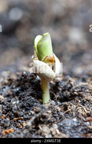 Frisch gekeimtes Cannabissamen im Topfboden Stockfoto