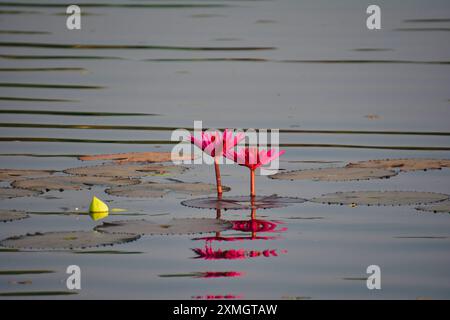 Nymphaea pubescens, haarige Seerose, rosa Seerose, aquatische Rhizomatöse Pflanze mit abgerundeten, fein gezahnten Blättern Stockfoto