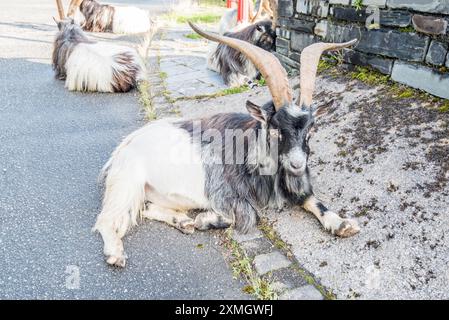 Herde wilder Ziegen im Llanberis Slate Quarry Museum. Gwynedd North Wales. Stockfoto