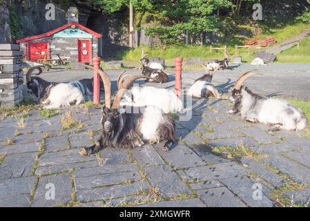 Herde wilder Ziegen im Llanberis Slate Quarry Museum. Gwynedd North Wales. Stockfoto