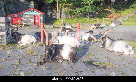 Herde wilder Ziegen im Llanberis Slate Quarry Museum. Gwynedd North Wales. Stockfoto