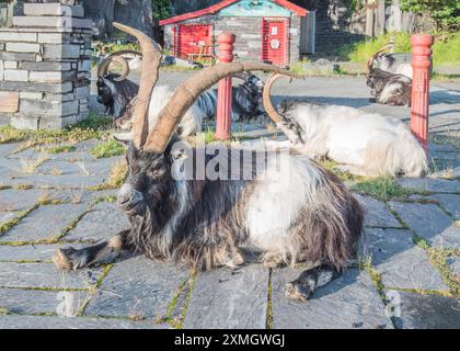 Herde wilder Ziegen im Llanberis Slate Quarry Museum. Gwynedd North Wales. Stockfoto