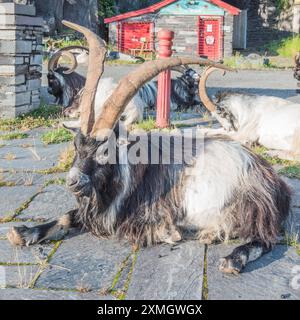 Herde wilder Ziegen im Llanberis Slate Quarry Museum. Gwynedd North Wales. Stockfoto