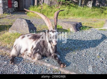 Herde wilder Ziegen im Llanberis Slate Quarry Museum. Gwynedd North Wales. Stockfoto