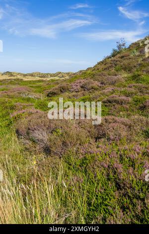 Dünenlandschaft mit blühender Heidekraut auf den wadden Islands in den Niederlanden Stockfoto