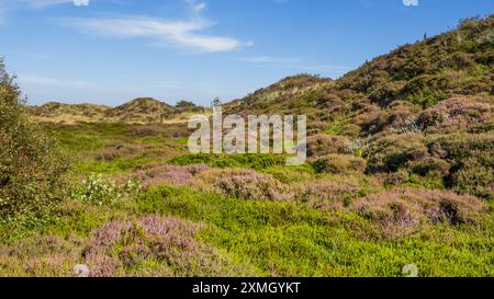 Dünenlandschaft mit blühender Heidekraut auf den wadden Islands in den Niederlanden Stockfoto