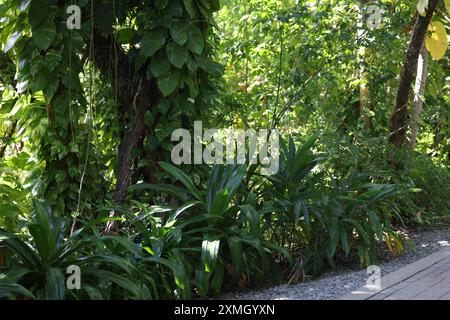 Der Hafen von Roatan ist einer von zwei Kreuzfahrthäfen in Roatan. Stockfoto