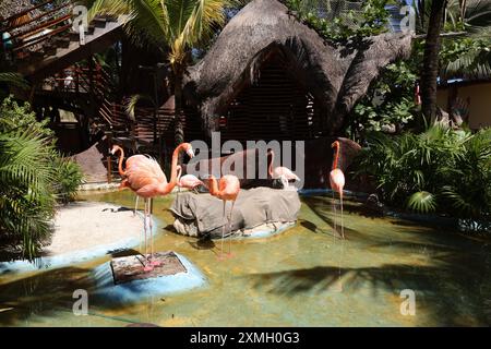 Pink Flamingo Vögel in Costa Maya, Mexiko - Kreuzfahrthafen und Resort Stockfoto