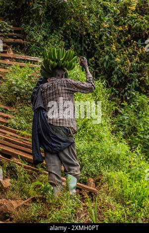 MOUNT ELGON, UGANDA - 26. FEBRUAR 2020: Ein einheimischer Mann mit einem Haufen Matoke-Bananen in der Nähe des Mount Elgon, Uganda Stockfoto