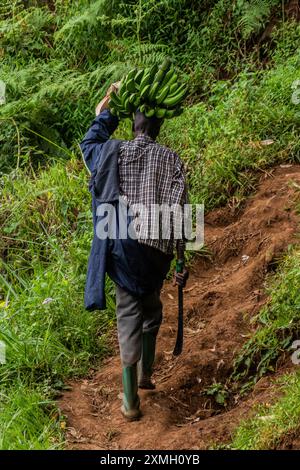 MOUNT ELGON, UGANDA - 26. FEBRUAR 2020: Ein einheimischer Mann mit einem Haufen Matoke-Bananen in der Nähe des Mount Elgon, Uganda Stockfoto