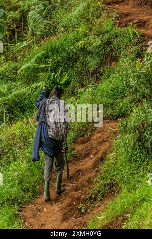 MOUNT ELGON, UGANDA - 26. FEBRUAR 2020: Ein einheimischer Mann mit einem Haufen Matoke-Bananen in der Nähe des Mount Elgon, Uganda Stockfoto