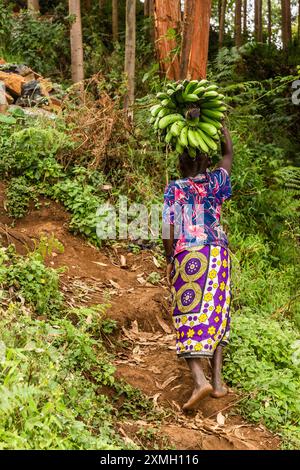 MOUNT ELGON, UGANDA - 26. FEBRUAR 2020: Frau, die in der Nähe des Mount Elgon, Uganda, ein paar Matoke-Bananen trägt Stockfoto