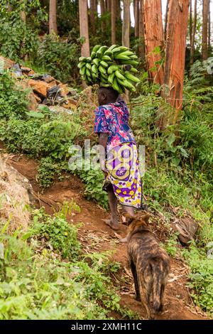 MOUNT ELGON, UGANDA - 26. FEBRUAR 2020: Frau, die in der Nähe des Mount Elgon, Uganda, ein paar Matoke-Bananen trägt Stockfoto