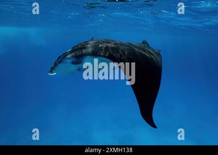 Mantarochen aus nächster Nähe in der mayotte Lagune im Indischen Ozean Stockfoto