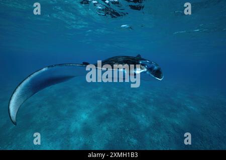 Mantarochen aus nächster Nähe in der mayotte Lagune im Indischen Ozean Stockfoto