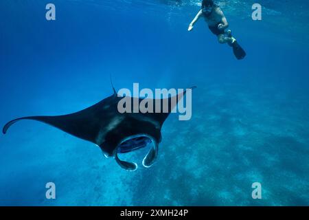 Mantarochen aus nächster Nähe in der mayotte Lagune im Indischen Ozean Stockfoto