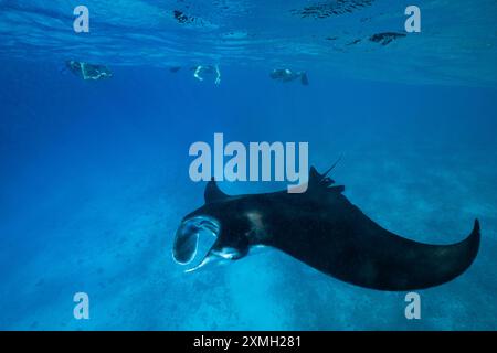 Mantarochen aus nächster Nähe in der mayotte Lagune im Indischen Ozean Stockfoto